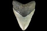 Fossil Megalodon Tooth - North Carolina #109854-1